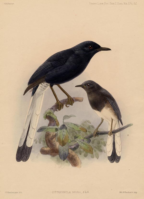 print Cittocincla nigra by J.G. Keulemans