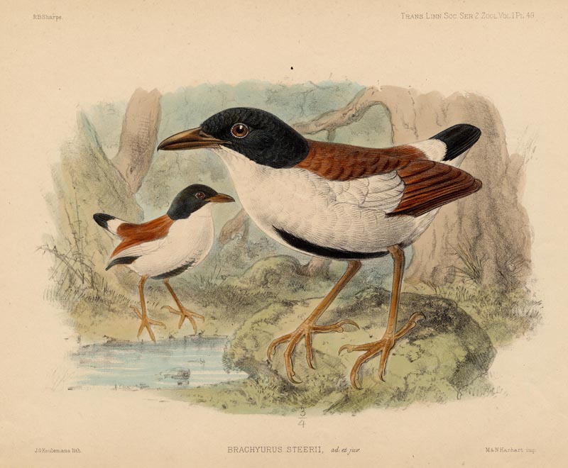 Brachyurus Steerii by J.G. Keulemans