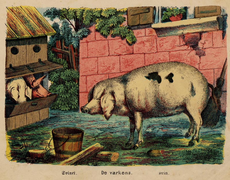 De varkens (Svinet, svin.) by nn