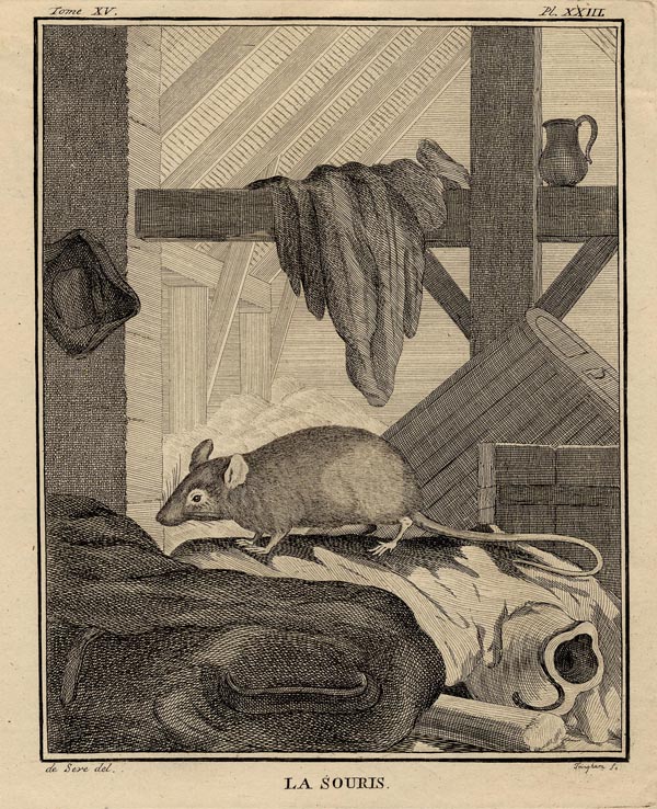 print La souris (de muis) by De Seve