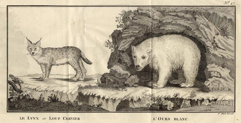 Le lynx ou loup cervier, l´Ours blanc by F.Huot