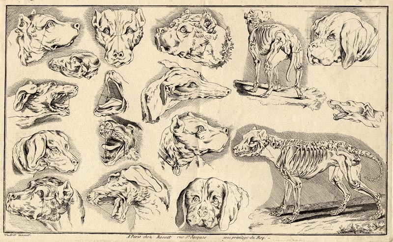 Tekenstudies van hondenkoppen by Jean-Baptiste Oudry