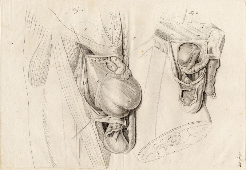 Anatomische prent by Johann Friedrich Schröter