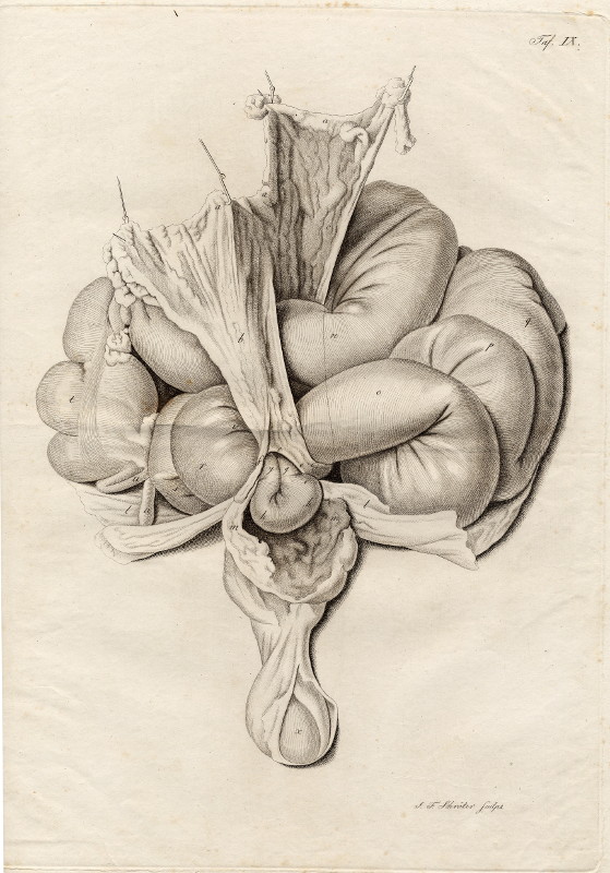 print Anatomische prent van de darmen by Johann Friedrich Schröter
