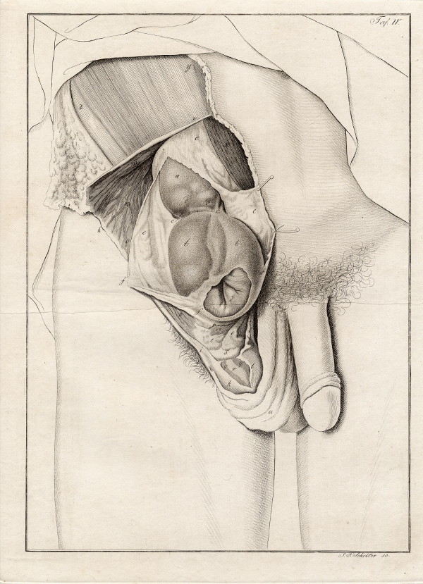 print Anatomische prent van mannelijk geslachtsorgaan by Johann Friedrich Schröter