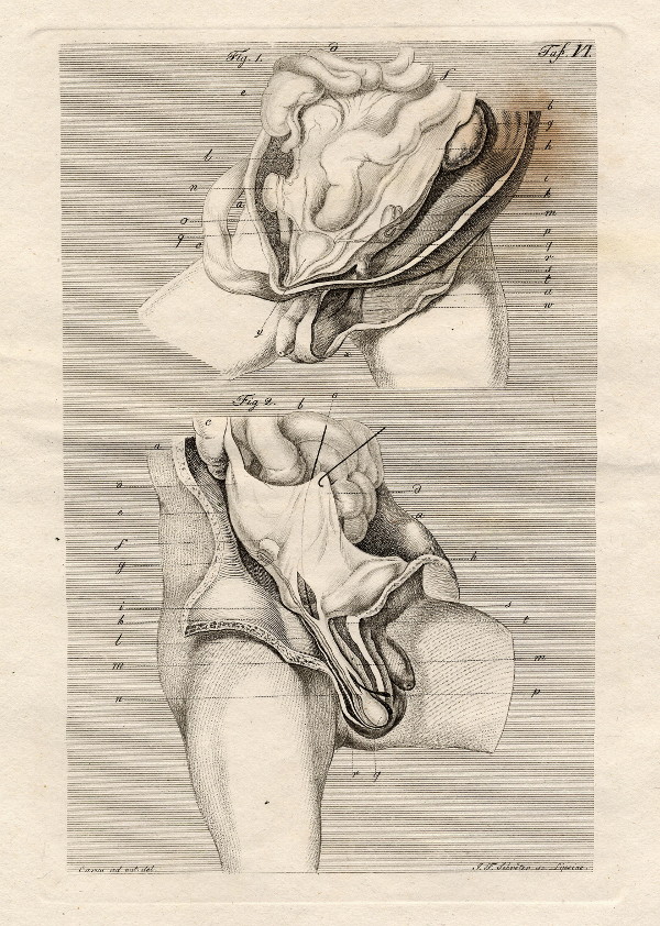 print Anatomische prent van mannelijk geslachtsorgaan by Johann Friedrich Schröter