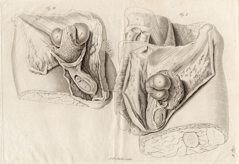 Anatomische prent van mannelijk geslachtsorgaan by Johann Friedrich Schröter