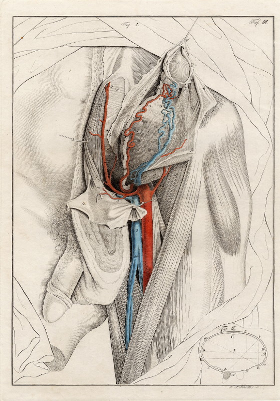 print Anatomische prent van mannelijk geslachtsorgaan by Johann Friedrich Schröter