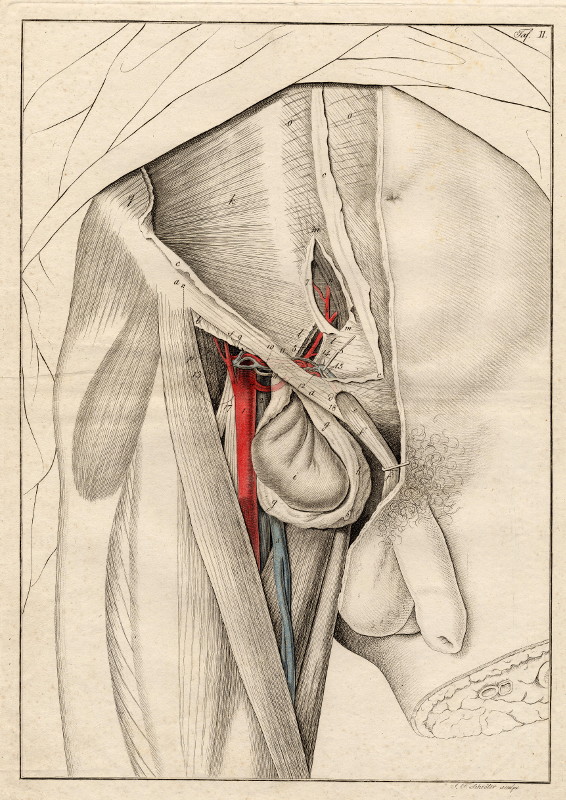 print Anatomische prent van mannelijk geslachtsorgaan by Johann Friedrich Schröter