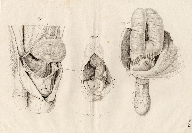 Anatomische prent van mannelijk geslachtsorgaan by Johann Friedrich Schröter