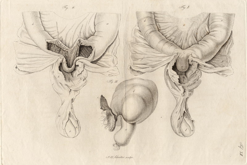 Anatomische prent by Johann Friedrich Schröter