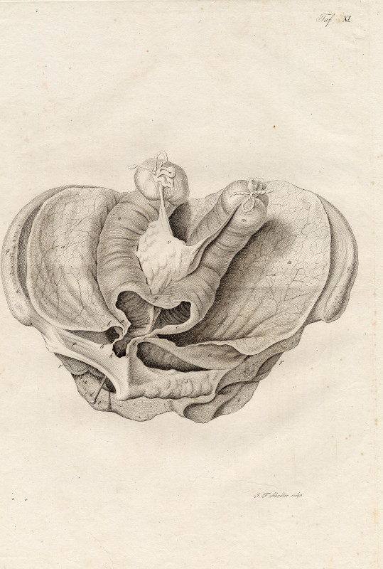 print Anatomische prent by Johann Friedrich Schröter