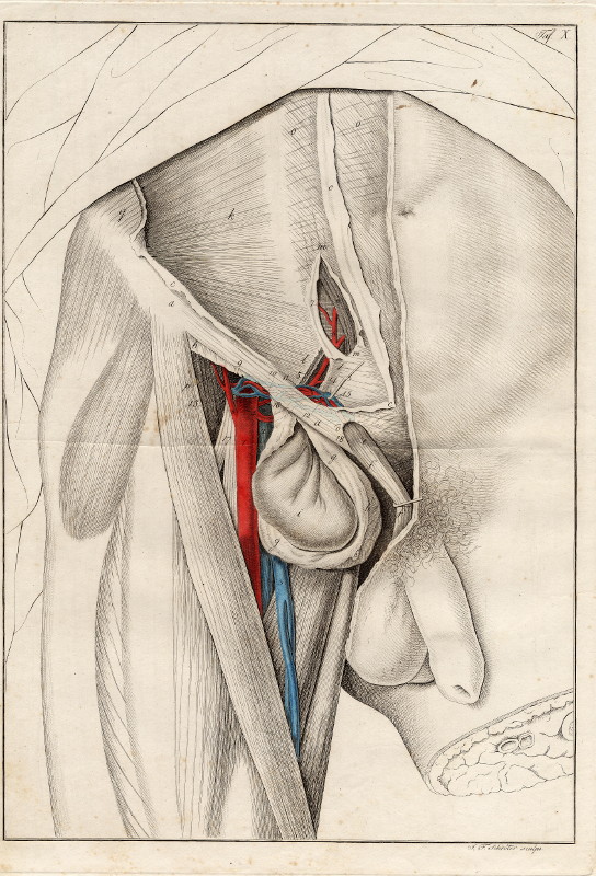 print Anatomische prent van mannelijk geslachtsorgaan by Johann Friedrich Schröter