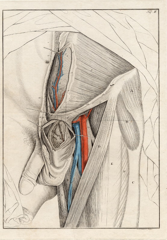 print Anatomische prent van mannelijk geslachtsorgaan by Johann Friedrich Schröter
