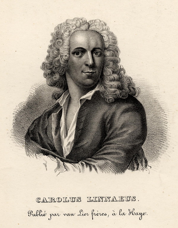 print Carolus Linnaeus by nn