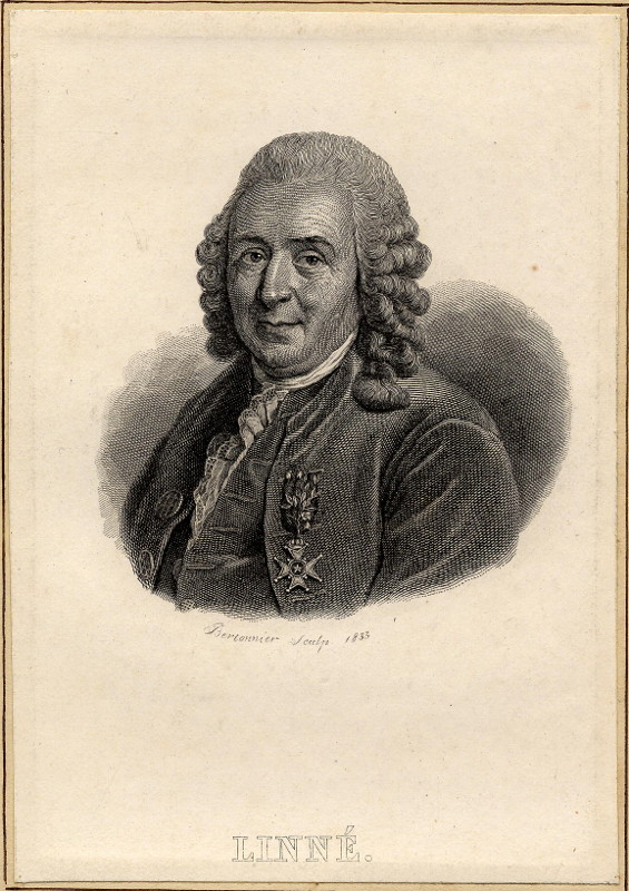print Linné by Bertonnier
