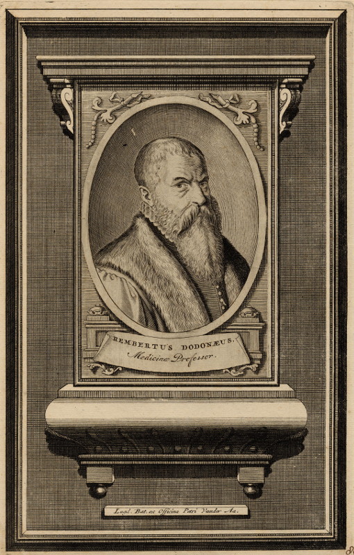 print Rembertus Dodonaeus, Medecinae Professor by nn