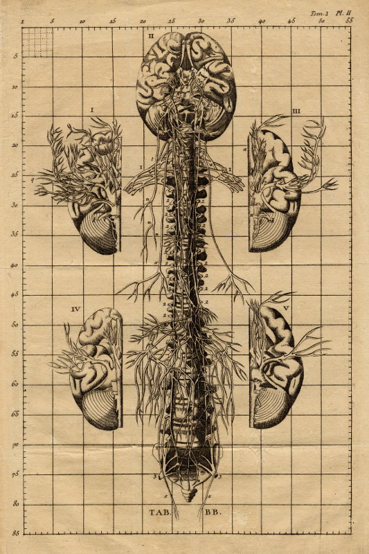 print Anatomische prent van hersenen en ruggegraat by nn