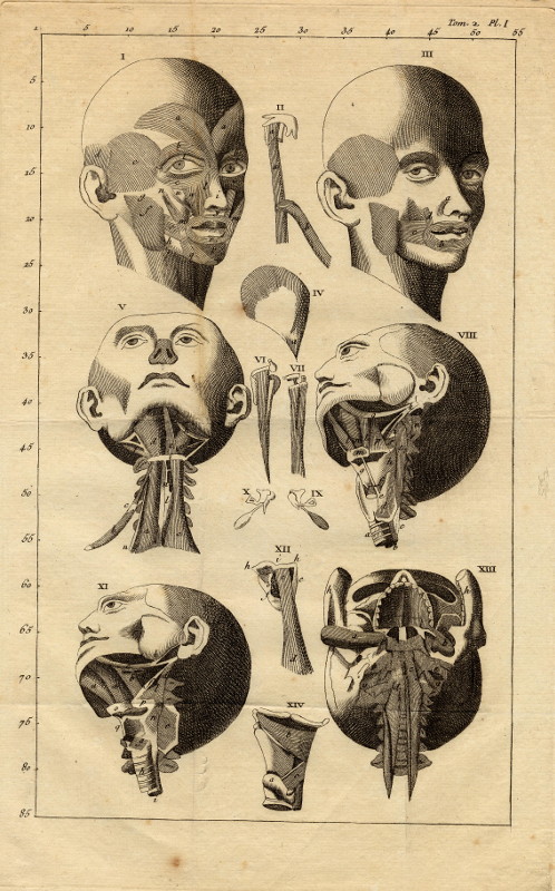 print Anatomische prent van spieren op het hoofd by nn