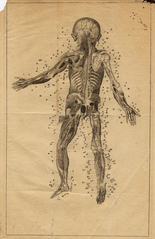 print Anatomische prent van een kind by nn