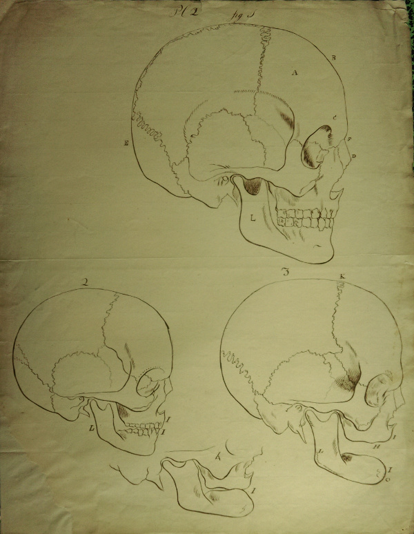 print Menselijke schedels by nn