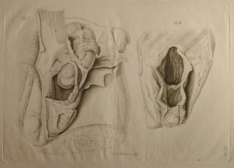 Anatomische prent by Johann Friedrich Schröter
