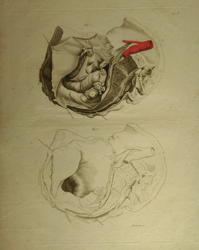 Anatomische prent by Johann Friedrich Schröter