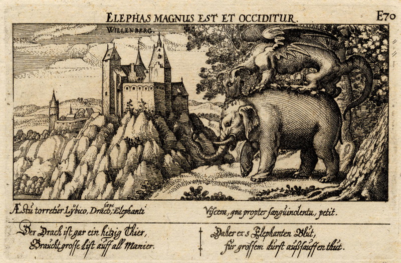 Elephas magnus est et occiditur - Willenberg by Daniel Meisner