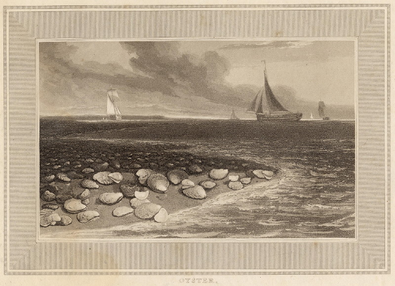 Oyster by W. Daniell