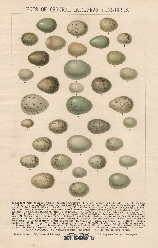 print Eggs of Central European Song-Birds by nn