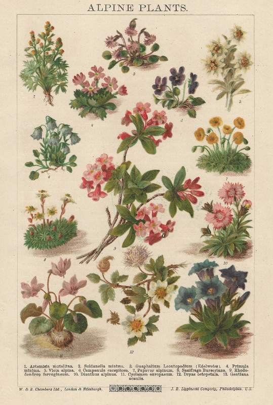 print Alpine Plants by nn