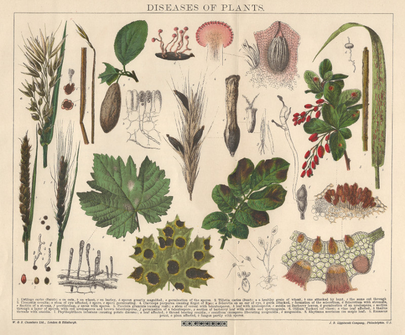 Diseases of Plants by nn