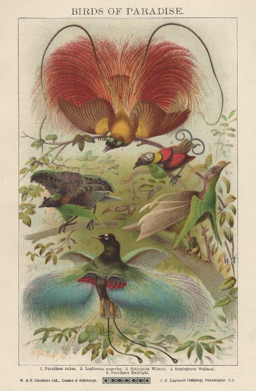 print Birds of Paradise by nn