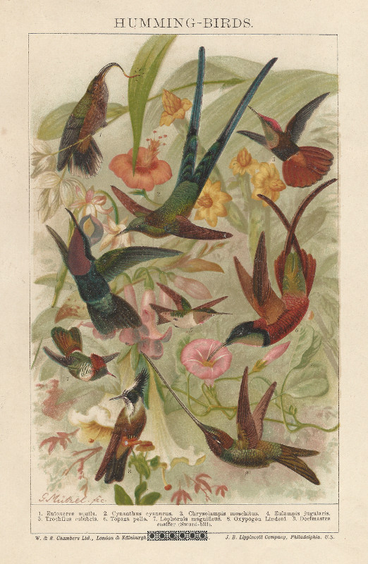print Humming - Birds by G. Mutzel