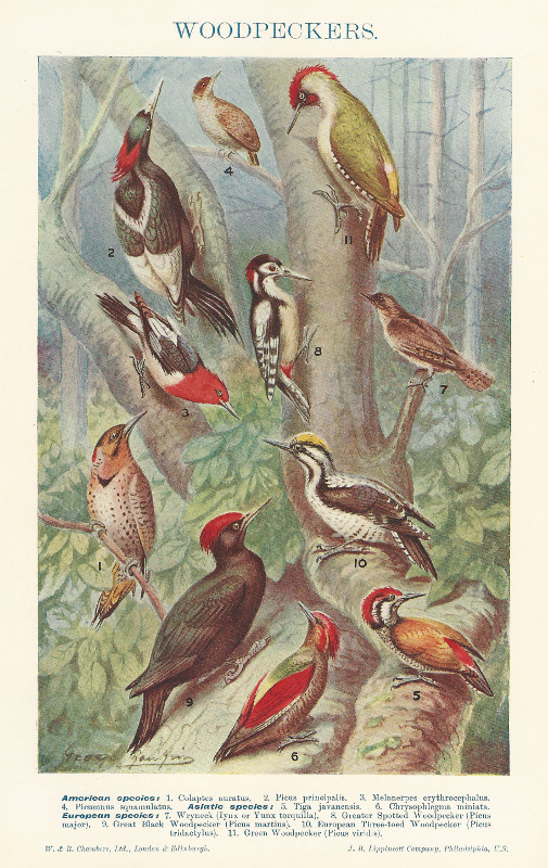 print Woodpeckers by George Rankin
