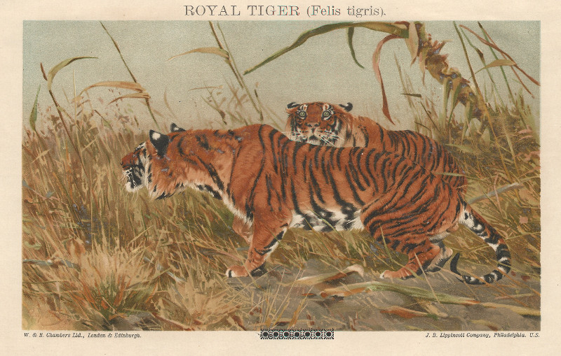 Royal Tiger (Felis Tigris) by R. Fries