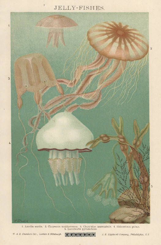 print Jelly-fishes by Dr. Etzold