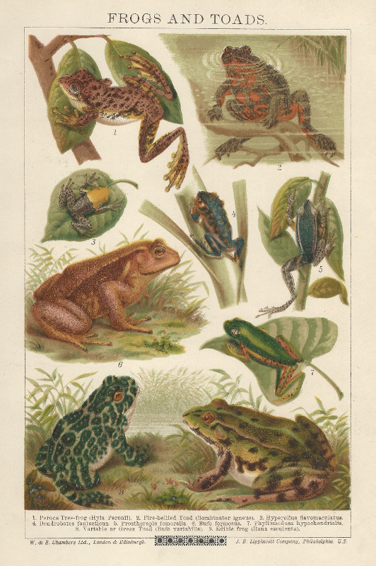 print Frogs and Toads by nn