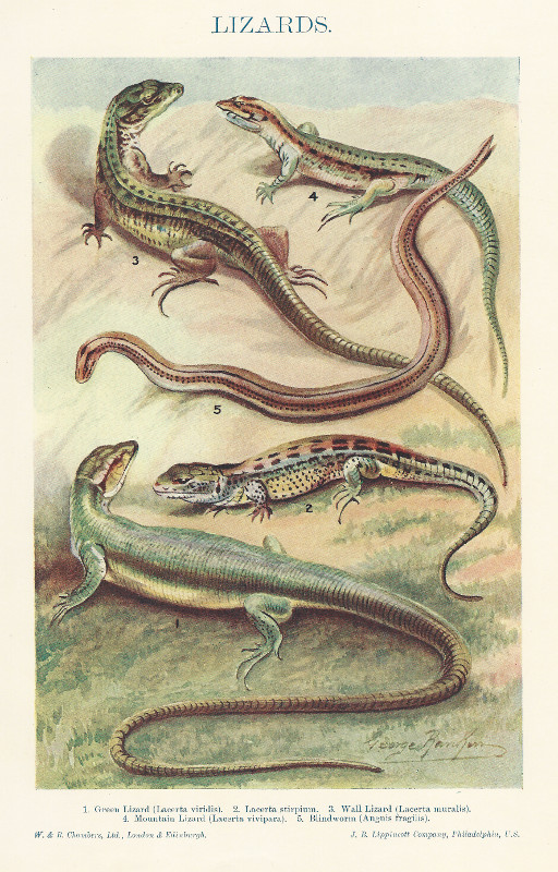 print Lizards by George Rankin