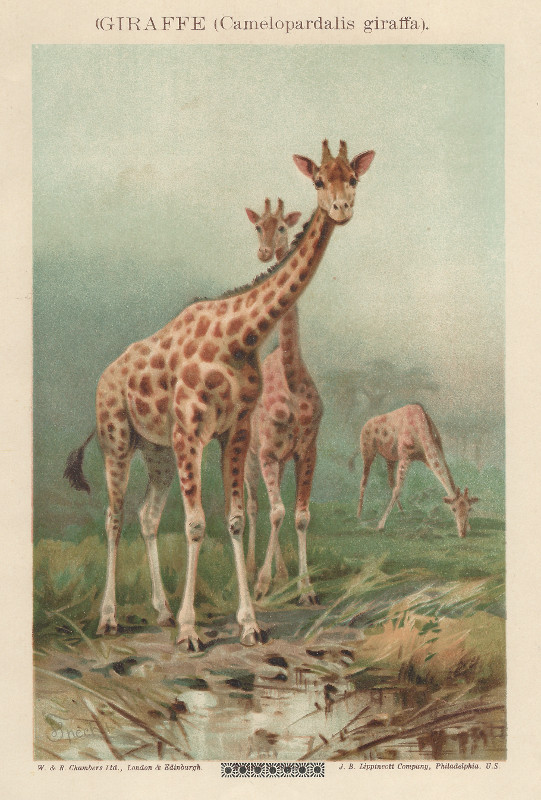 print Giraffe (Camelopardalis giraffa) by nn