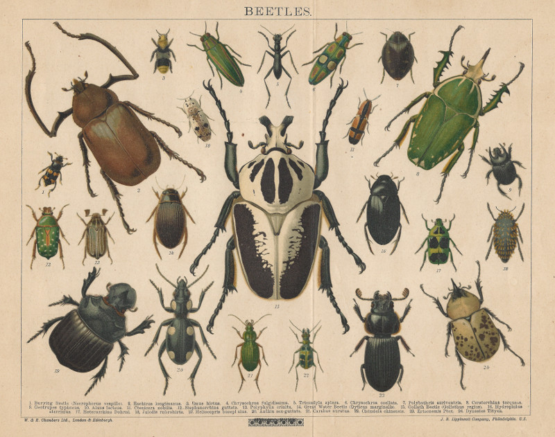 Beetles by nn