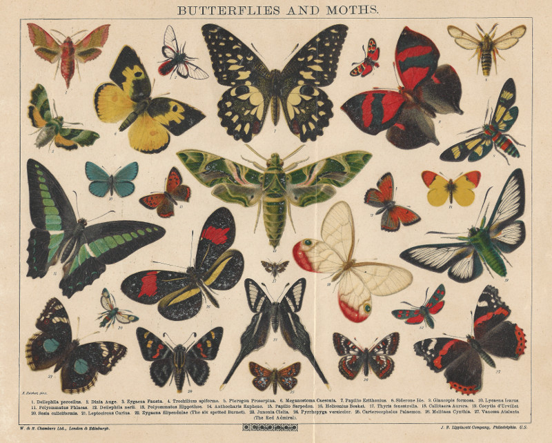 Butterflies and moths by Alexander Reichert