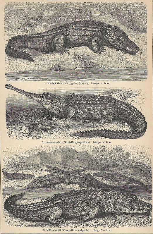 print Krododile. 1. Hechtkaiman; 2. Gangesgavial; 3. Nilkrokodil by F.A. Brockhaus