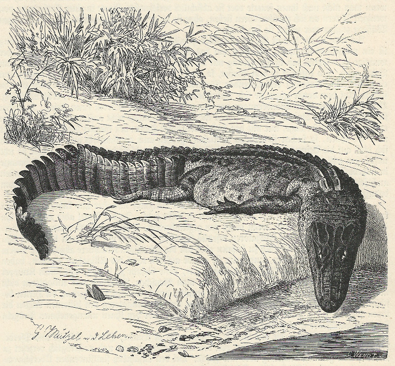 Hechtalligator  by C. Wendt, G. Mutzel