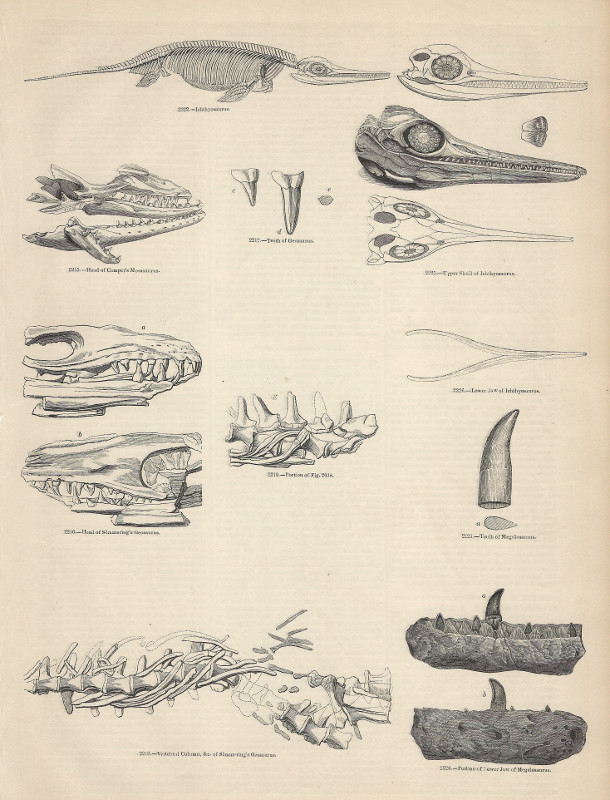 Skeletten en schedels van ichthyosauriers by nn