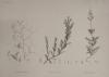 thmbnail of H.N. Botanique: P29 1. Gypsophila Rokejeka, 2. Silene Succulenta, 3. Silene Rubella