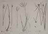 thmbnail of H.N. Botanique: 1.1 Scirpus Fimbrisetus, 2.2 Andropogon annulatum, 3 Scirpus Mucronatus