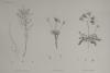 thmbnail of H.N. Botanique: P25: 1. Lancretia Suffruticosa, 2. Statice Tubiflora, 3. Statice Aegypriaca