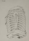 small image of the print Tab. XIX Friedrich Tiedemann Tabulae arteriarum thmbnail of Tab. XIX Friedrich Tiedemann Tabulae arteriarum