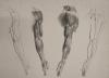 small image of the print Botten en spieren van de menselijke arm thmbnail of Botten en spieren van de menselijke arm